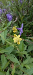 Vigna luteola
