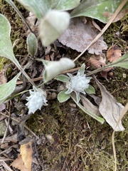 Antennaria