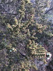 Cliffortia ruscifolia