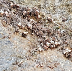Atriplex leucophylla