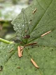 Leiobunum blackwalli