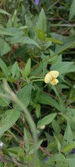 Vigna luteola