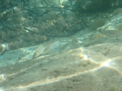 Mugilidae