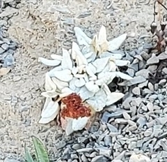 Atriplex leucophylla