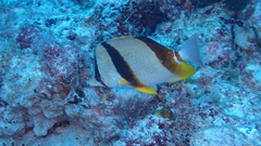 Chaetodon robustus
