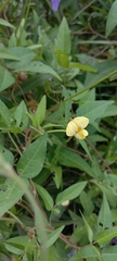 Vigna luteola