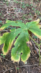 Podophyllum peltatum