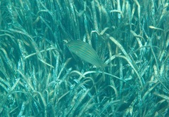 Sarpa salpa