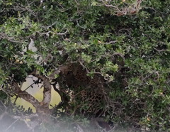 Panthera pardus pardus