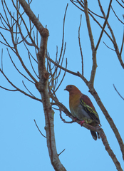 Treron fulvicollis