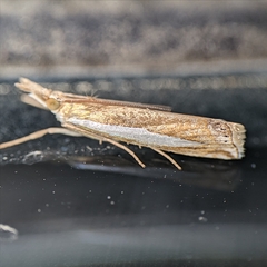 Crambus
