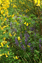 Ajuga reptans