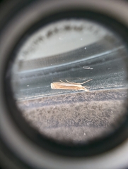Crambus