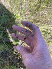 Packera schweinitziana