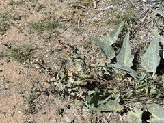 Sphaeralcea angustifolia