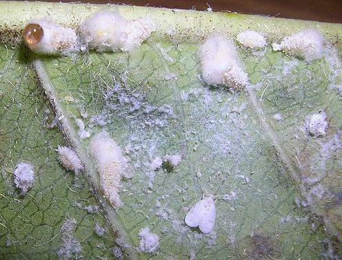 marginal mealybug