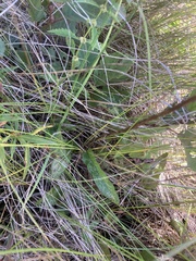 Packera schweinitziana