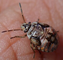 Holcogaster fibulata