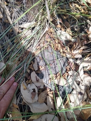 Myrmecophaga tridactyla