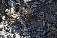 Poa minor