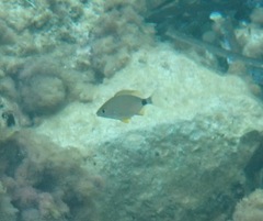 Diplodus annularis