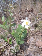 Kielmeyera variabilis