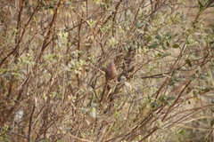 Lagonosticta nitidula