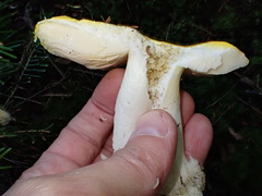 Russula claroflava