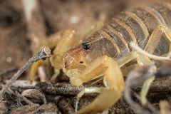 Parabuthus brevimanus