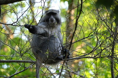 Cercopithecus mitis