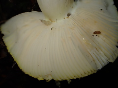 Russula claroflava