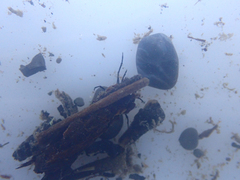 Trichoptera