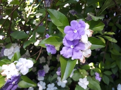 Brunfelsia australis