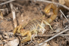 Parabuthus brevimanus