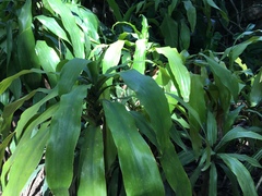 Dracaena fragrans