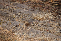 Lagonosticta nitidula