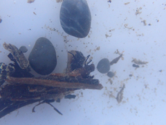 Trichoptera