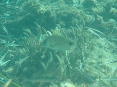 Diplodus sargus