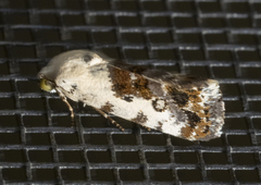 Ponometia phecolisca