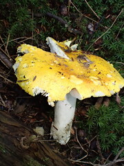 Russula claroflava