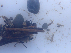 Trichoptera