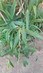 Setaria megaphylla