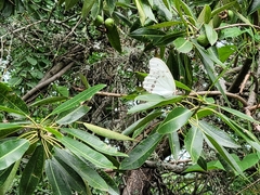 Morpho polyphemus polyphemus
