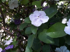Brunfelsia australis