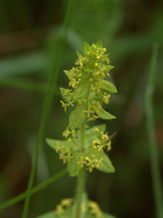 Cruciata laevipes