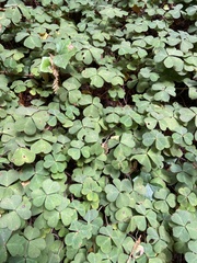 Oxalis oregana