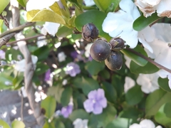 Brunfelsia australis