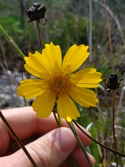 Coreopsis lanceolata