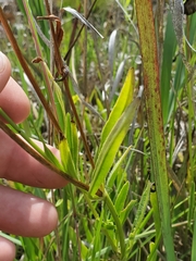 Coreopsis lanceolata