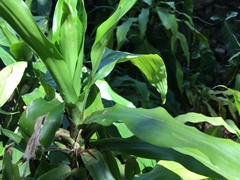Dracaena fragrans